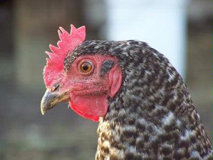 Barred Plymouth Rock Hen
