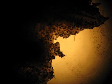 Black Perigord spores