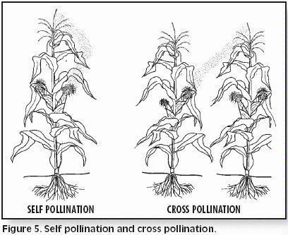 BreedingCorn Fig 5