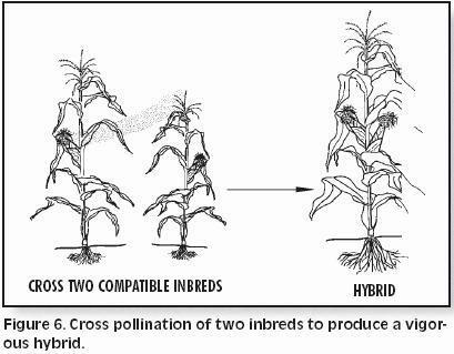 BreedingCorn Fig 6