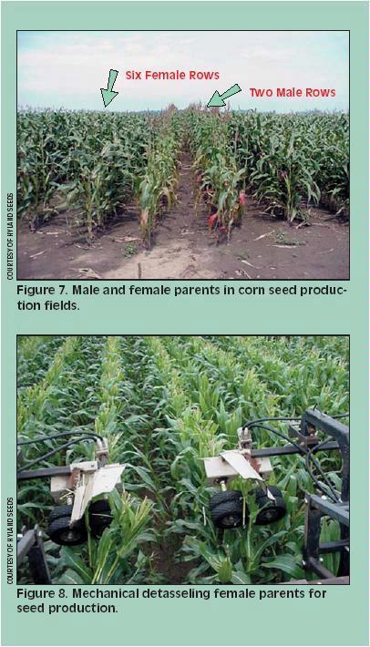 Chapter 2: Breeding Corn for Silage - Farmwest