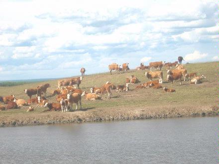 Cattle on Hillside