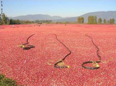Cranberry Harvest image1