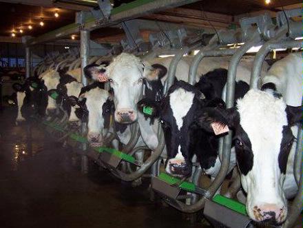 Dairy Cows in Parlour 1