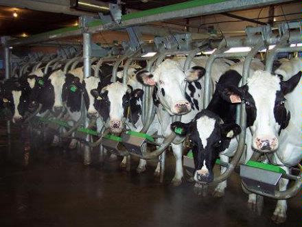 Dairy Cows in Parlour 2