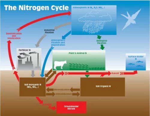 Nitrogen Cycle