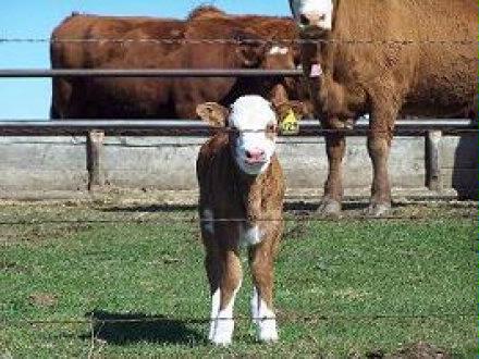 beef calf May 2007