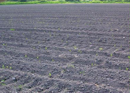 corn field 1
