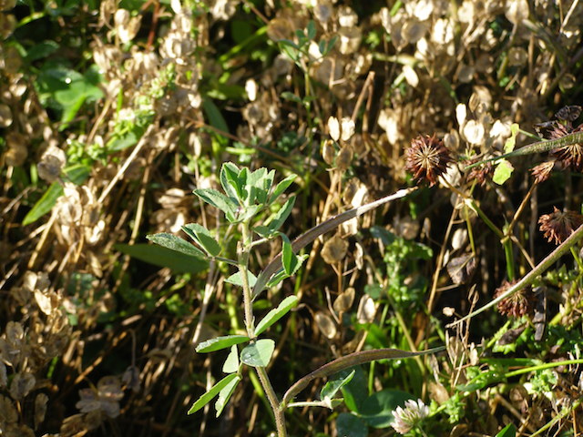 fenugreek