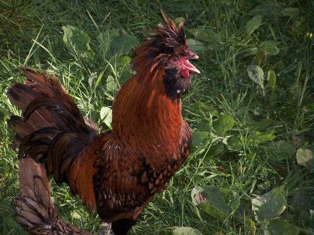 polish rooster 2