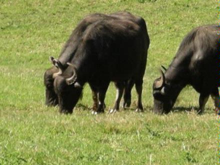 water buffalo herd grazing2