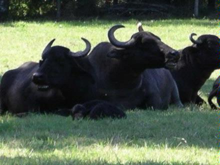water buffalo herd with newborn calf in front